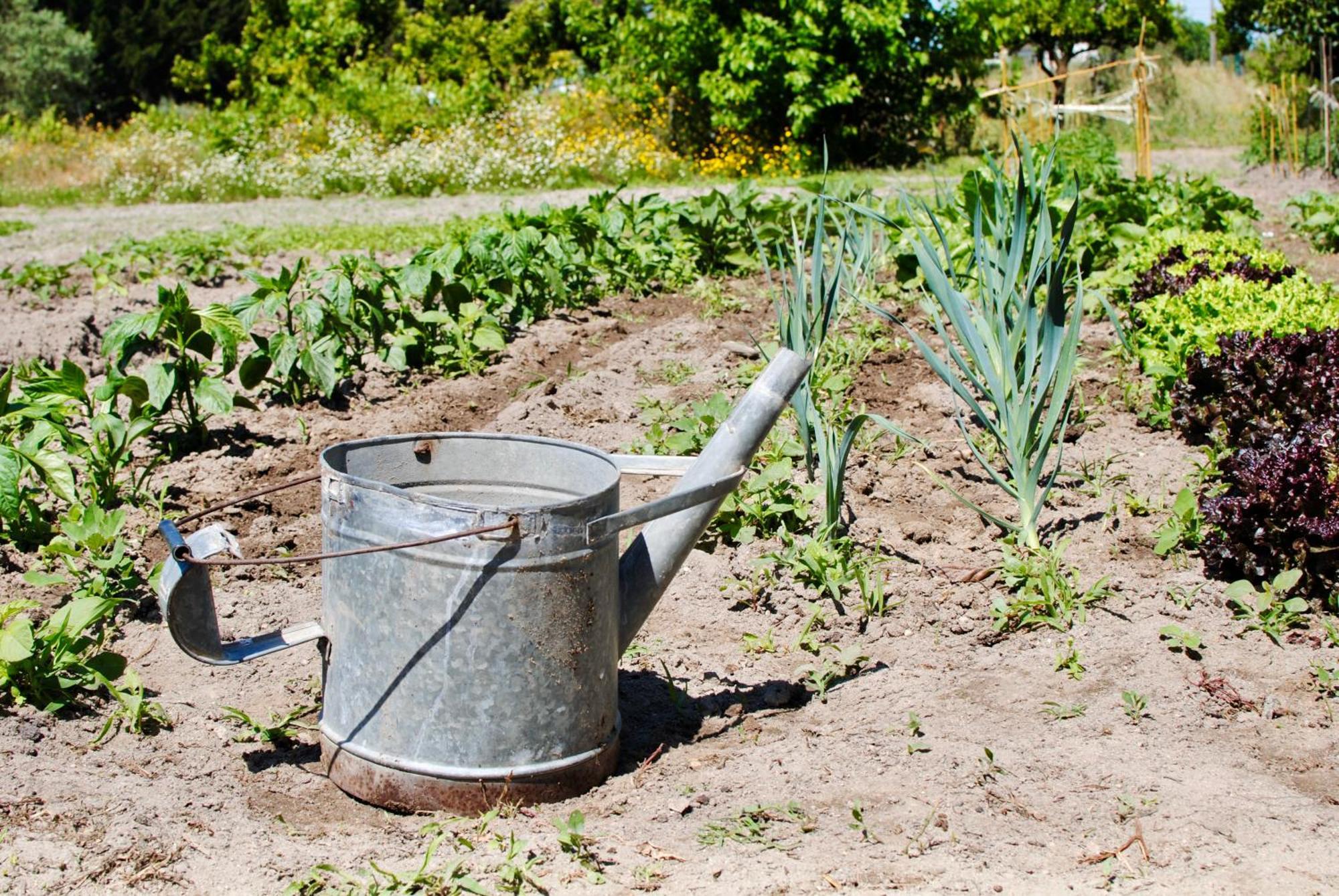 Chitaka'S Organic Farmhouse In Ribatejo Santo Estevao  外观 照片